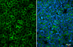 Anti-DARC antibody [HL4890] used in Immunocytochemistry/ Immunofluorescence (ICC/IF). GTX644955